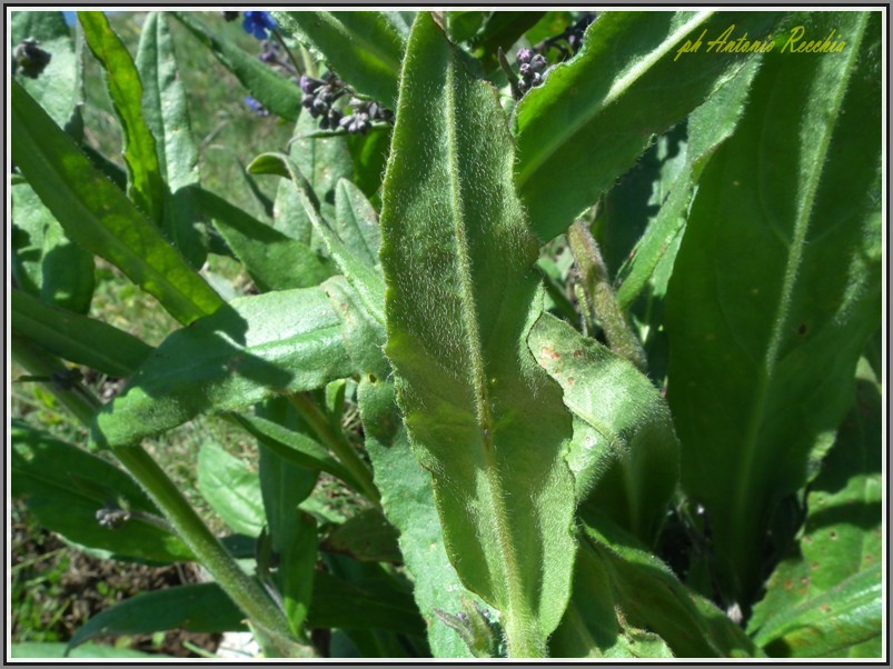Cynoglottis barrelieri / Buglossa di Barrelier